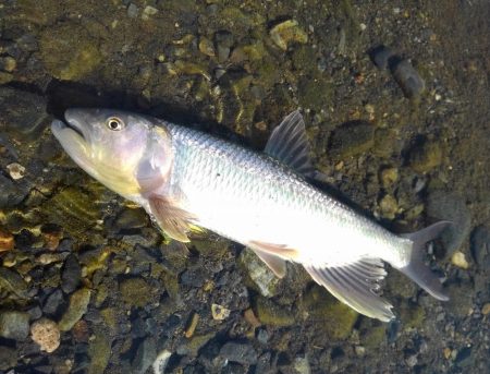 ベイトフィネスでハス釣り